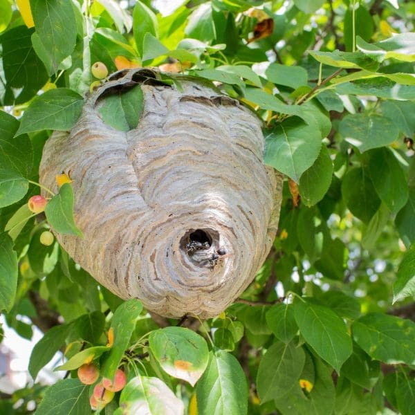 Nid-de-frelons-dans-un-arbre